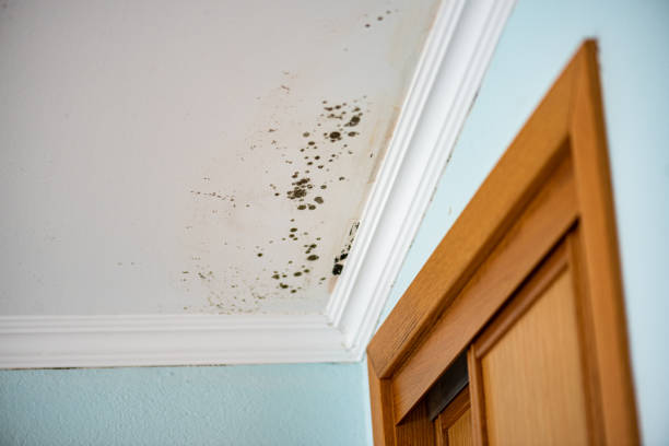 Best Emergency Mold Remediation in Takoma Park, MD