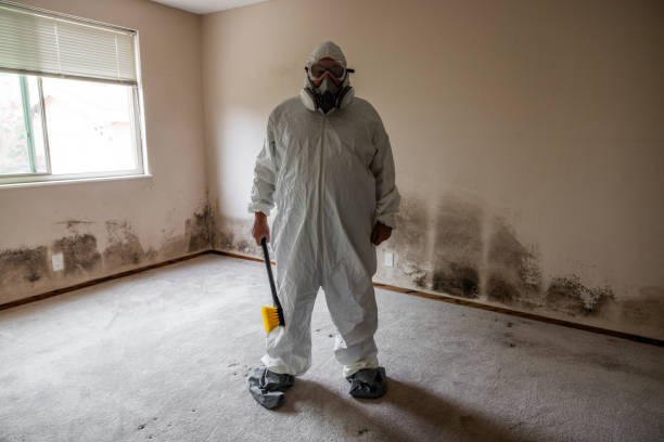 Best Black Mold Remediation in Takoma Park, MD